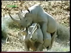 In this zoo sex film, an amateur cameraman records two rhinoceros having sex.